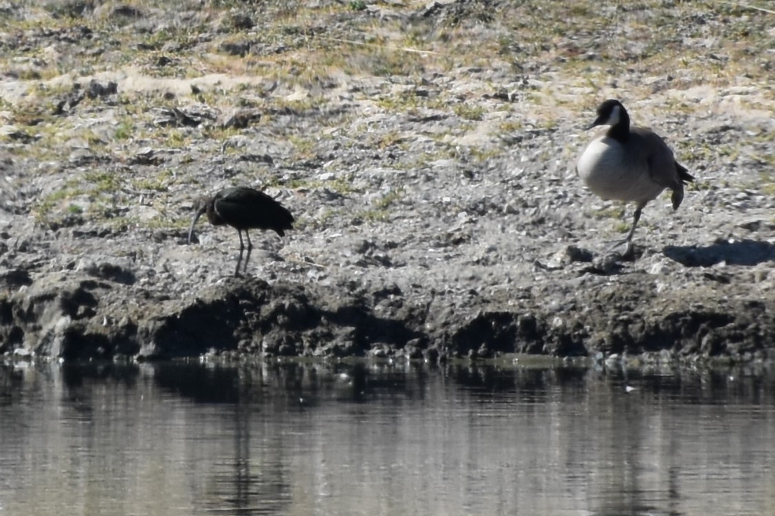 Glossy/White-faced Ibis - ML489395741