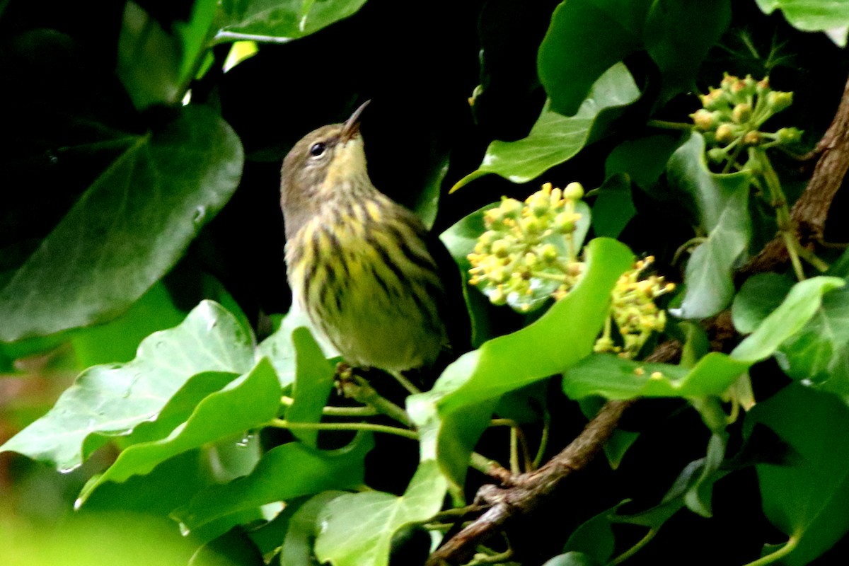 Cape May Warbler - ML489397771