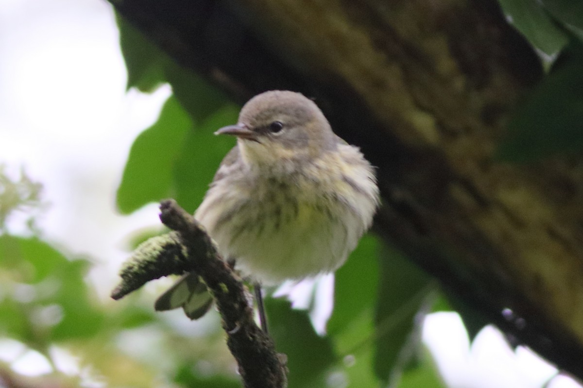 Cape May Warbler - ML489397841