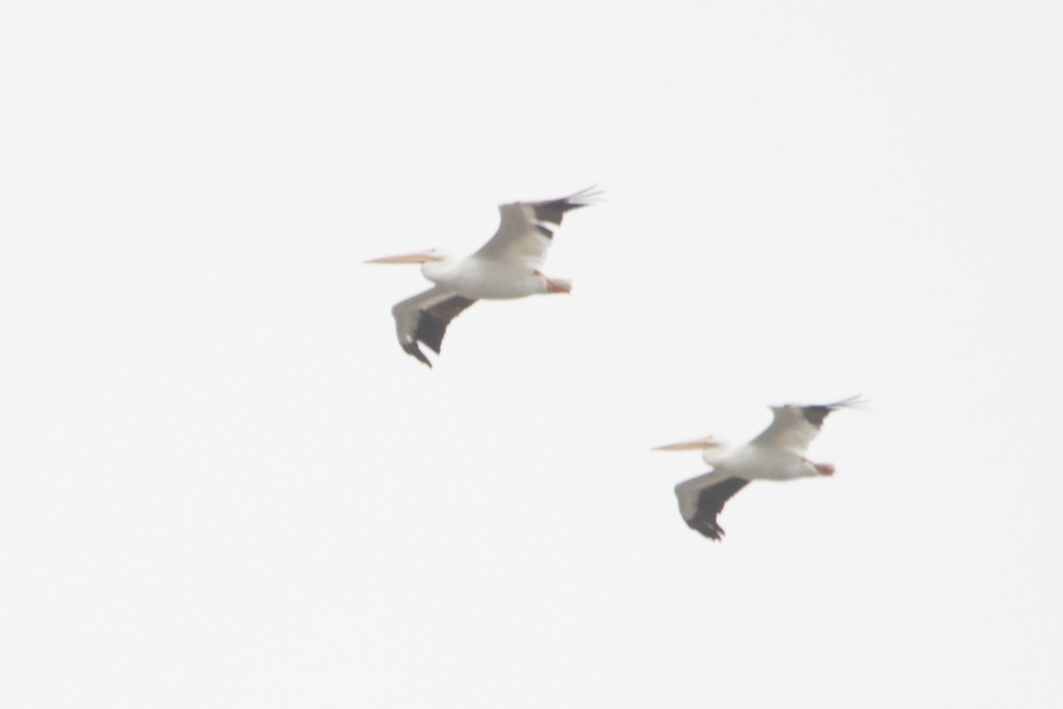 American White Pelican - ML489398021