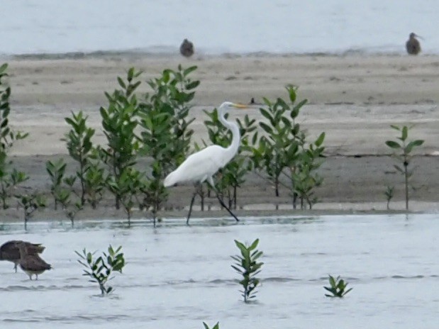 Great Egret - Paul Kinzer