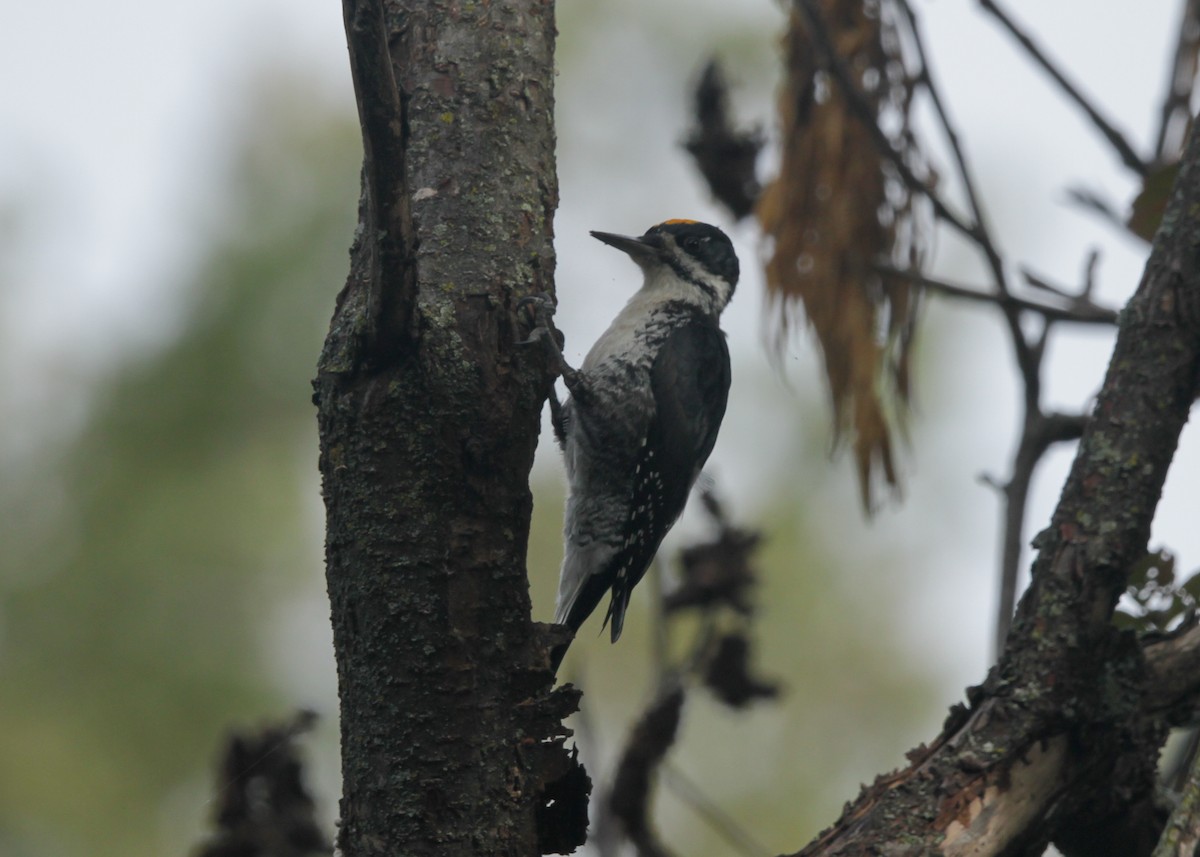 Black-backed Woodpecker - ML489398871