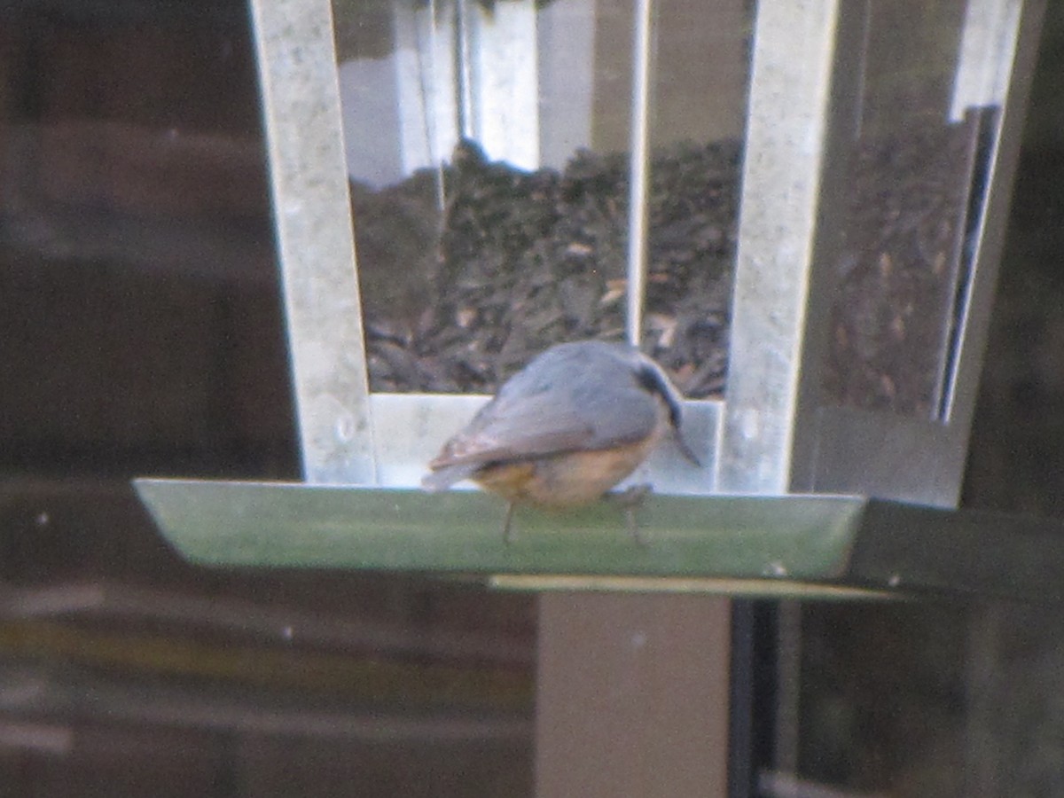 Red-breasted Nuthatch - ML48940121