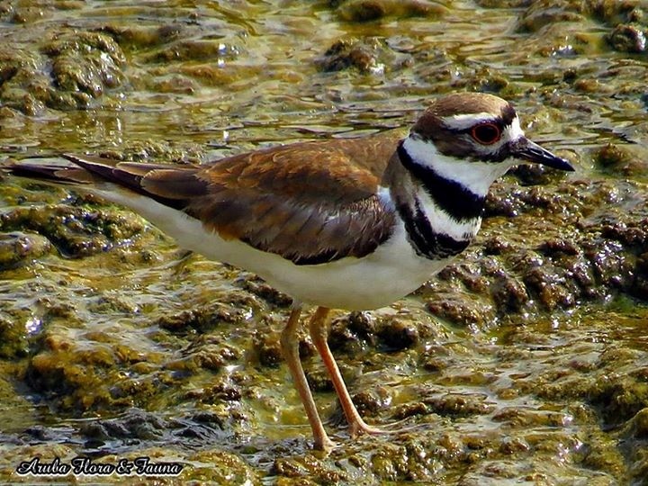 Killdeer - ML48940231