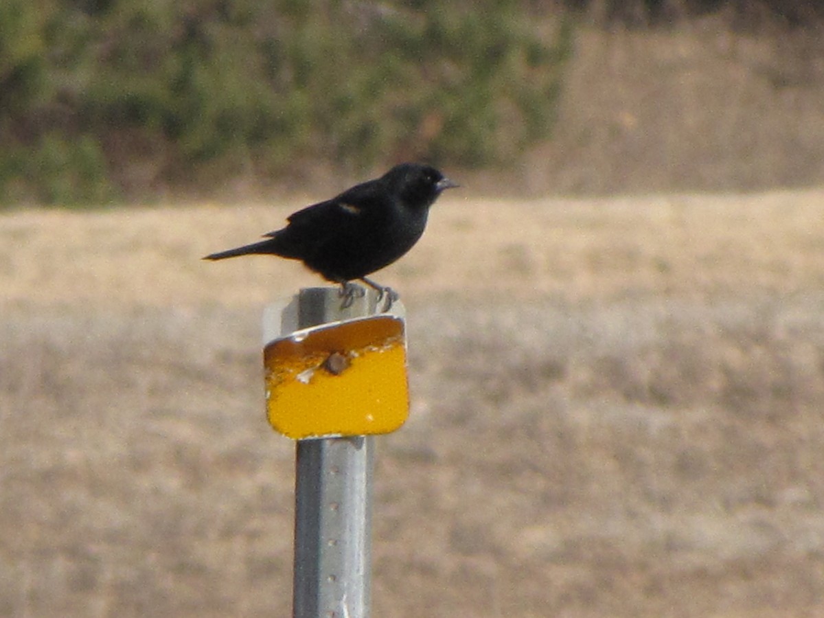 Red-winged Blackbird - ML48940251