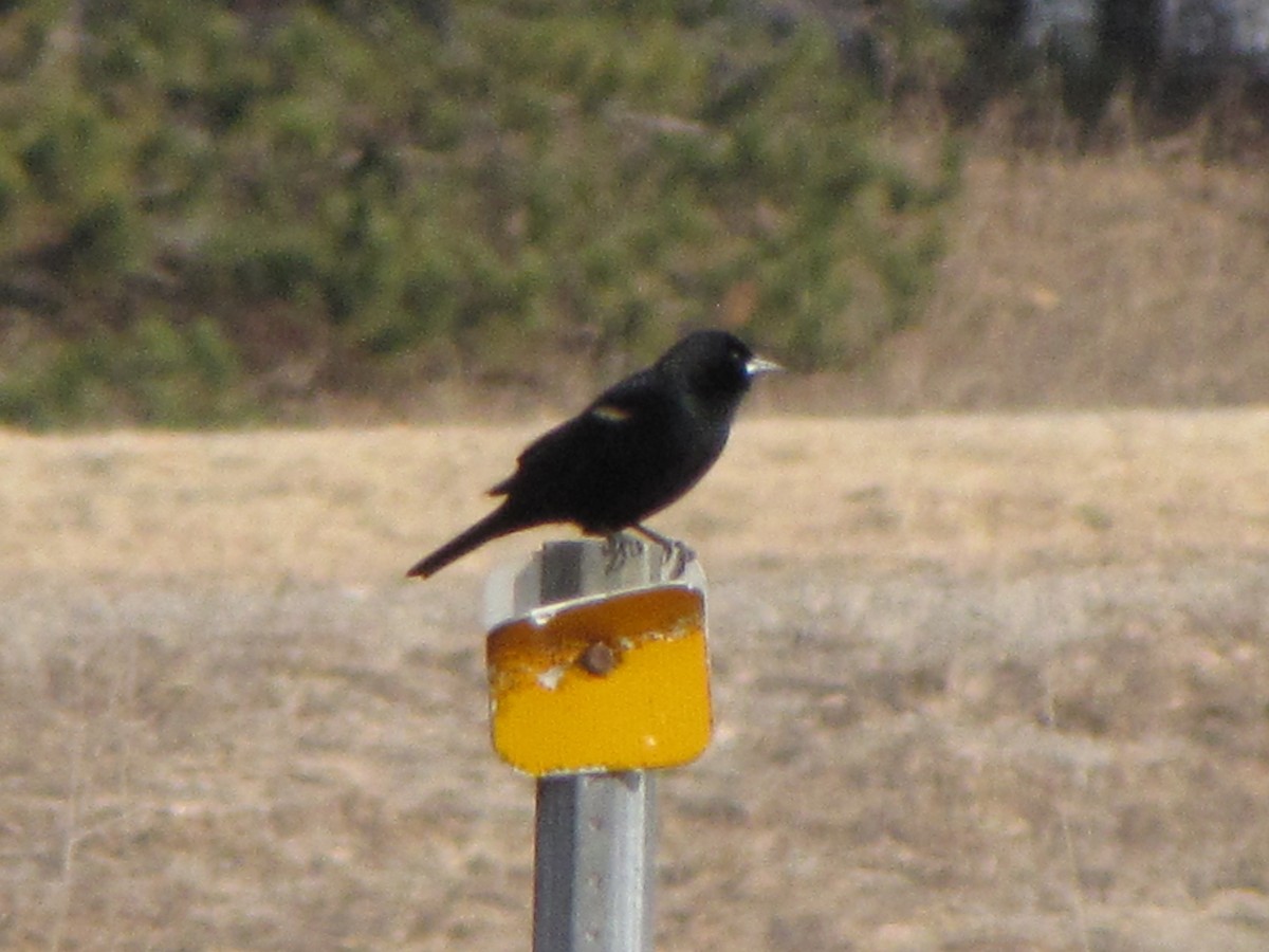 Red-winged Blackbird - ML48940271