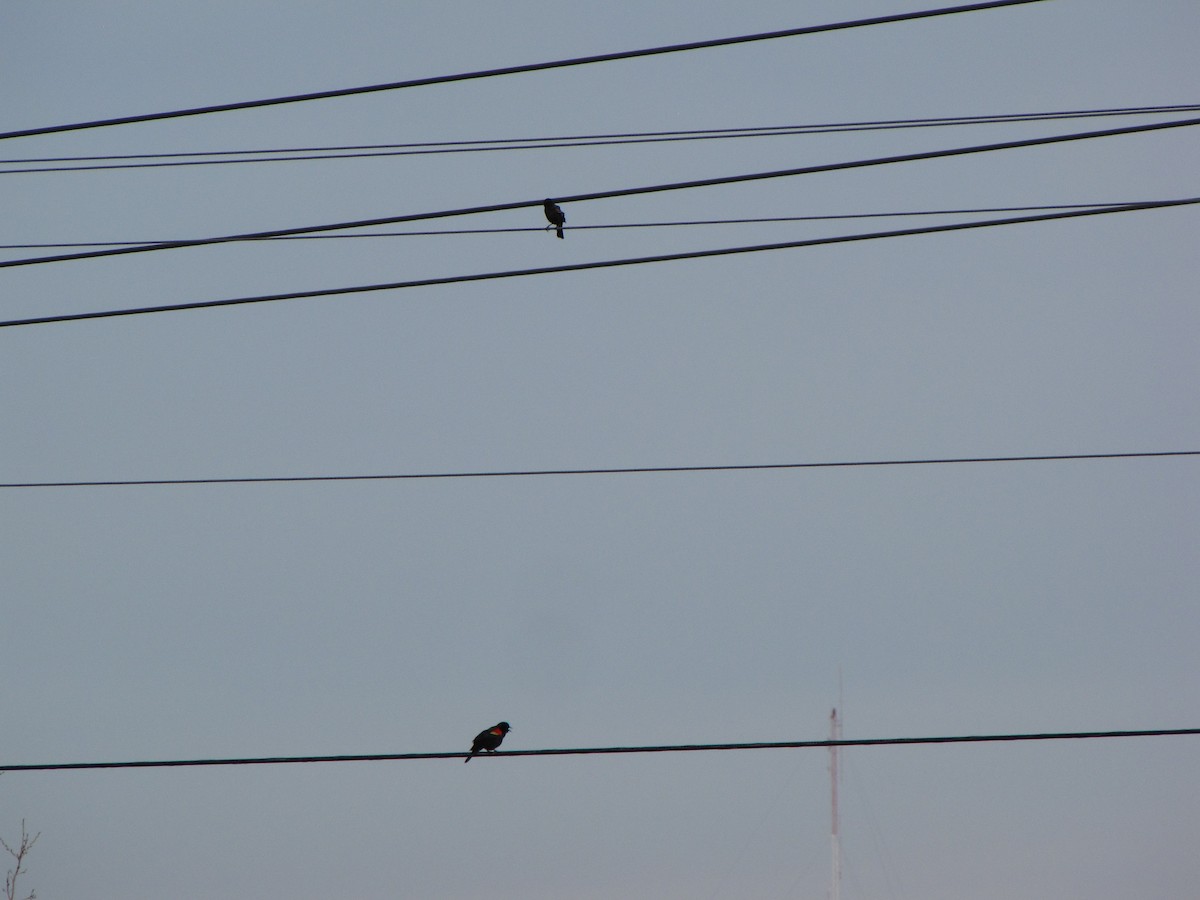 Red-winged Blackbird - ML48940281