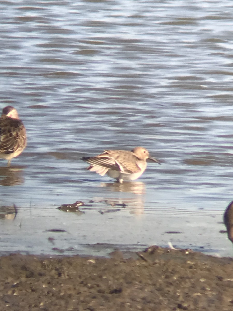 Dunlin - ML489402931