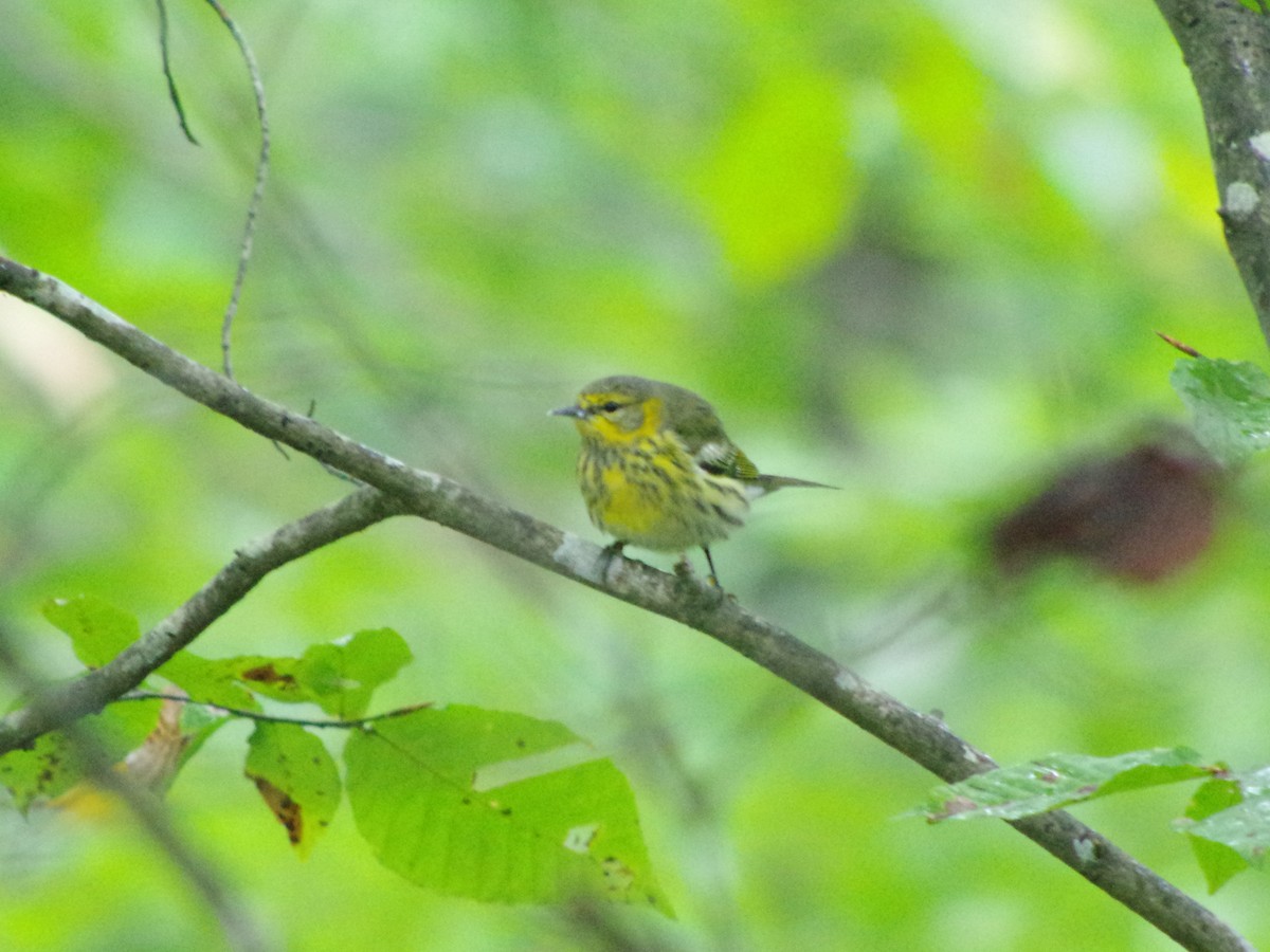Cape May Warbler - ML489403961