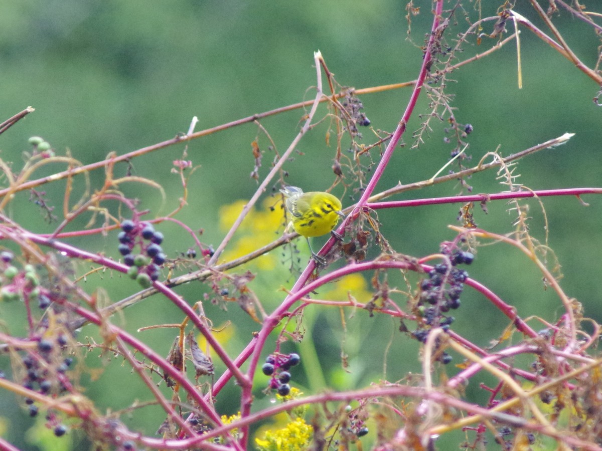 Prairie Warbler - ML489404131