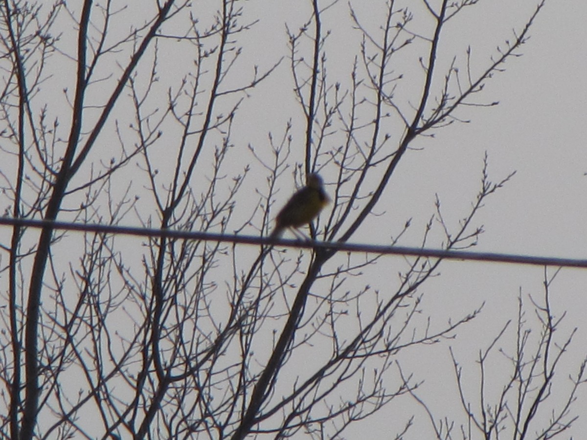 Eastern Meadowlark - ML48940441