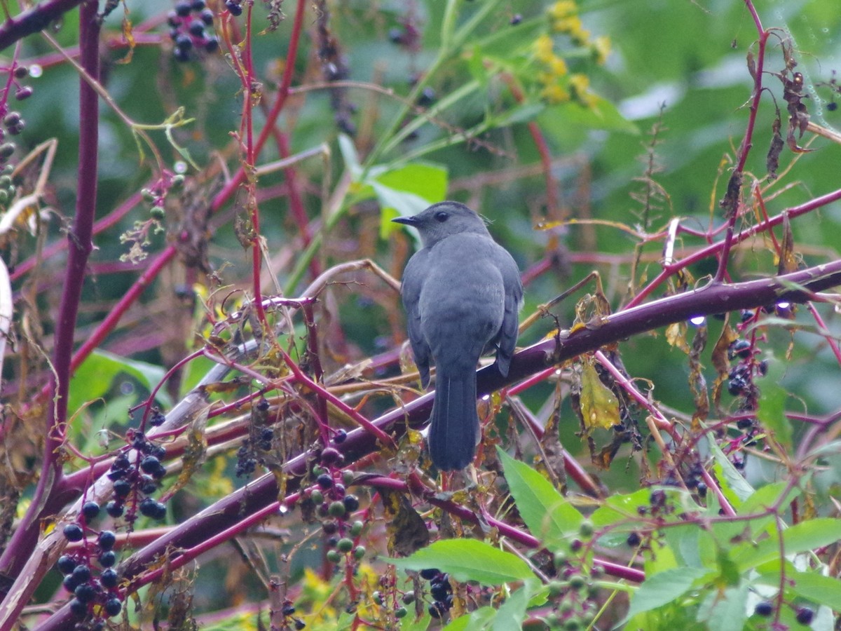Gray Catbird - ML489404501