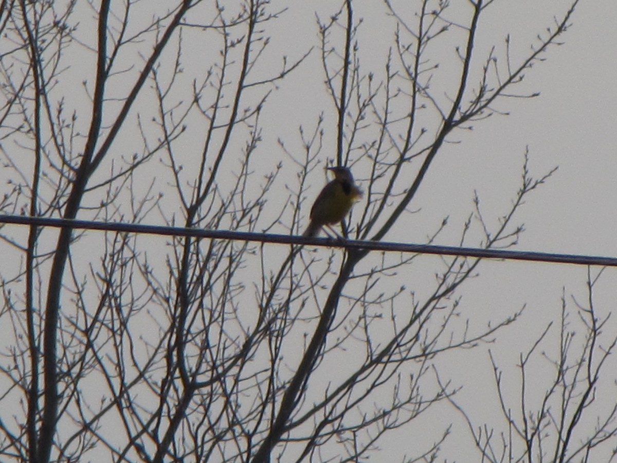 Eastern Meadowlark - ML48940451