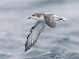  - Cook's Petrel