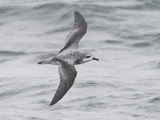  - Cook's Petrel