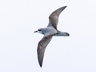  - Cook's Petrel