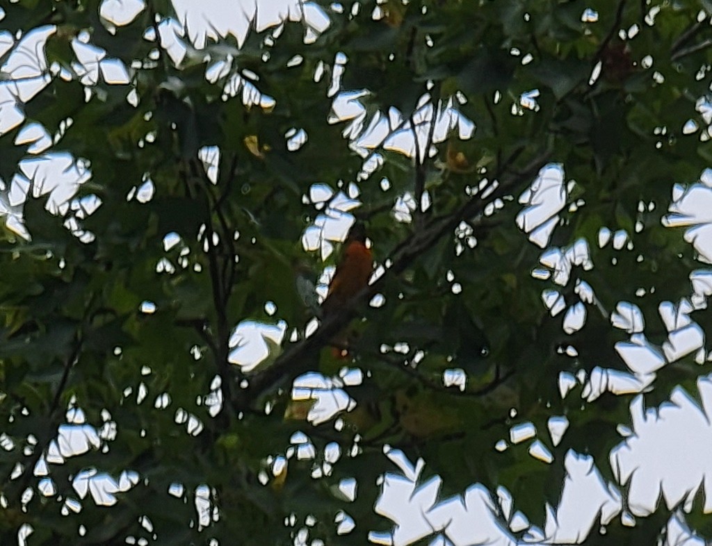 Baltimore Oriole - ML489409431