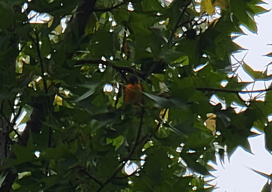 Baltimore Oriole - ML489409461