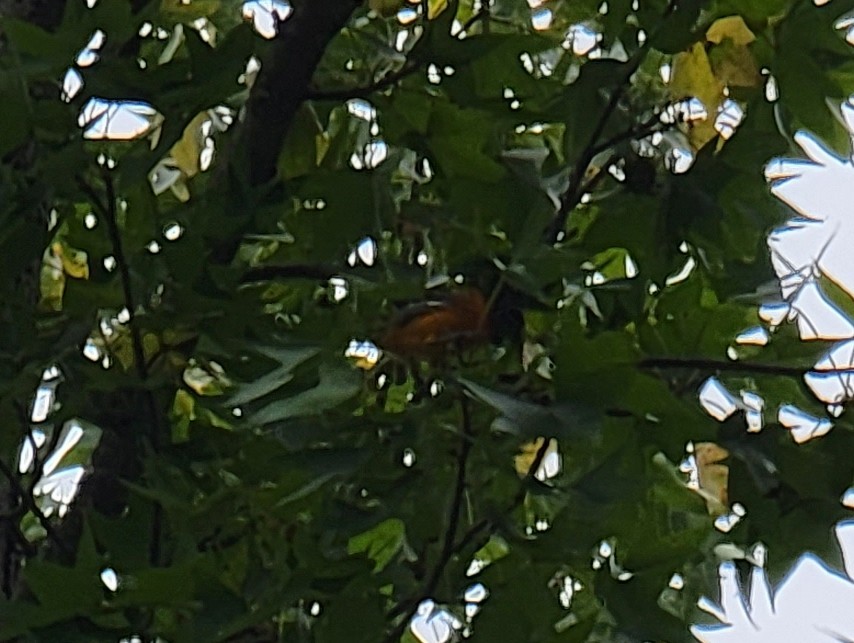 Baltimore Oriole - ML489409471