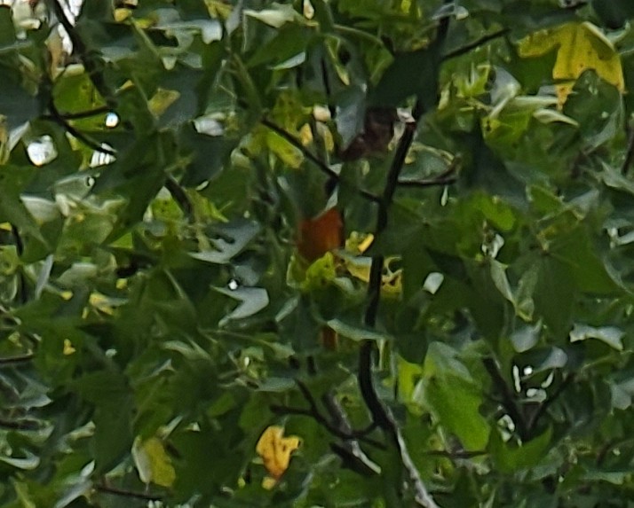 Baltimore Oriole - ML489409481