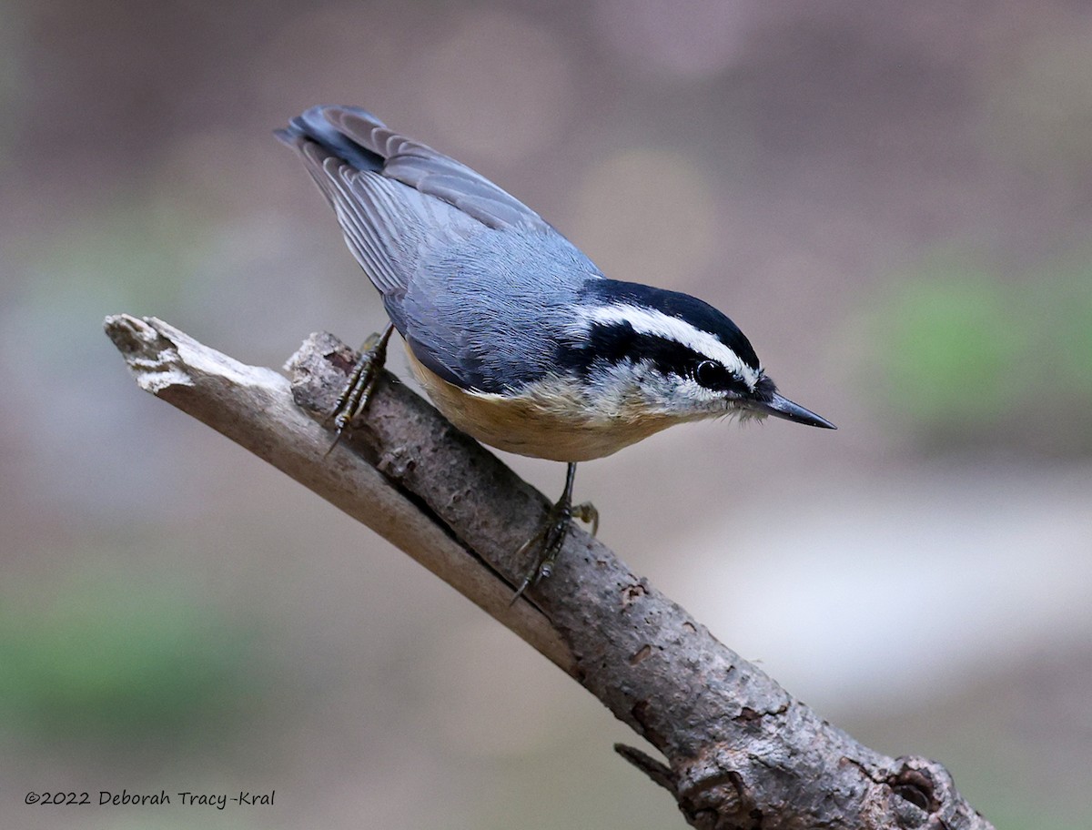 Red-breasted Nuthatch - ML489409911