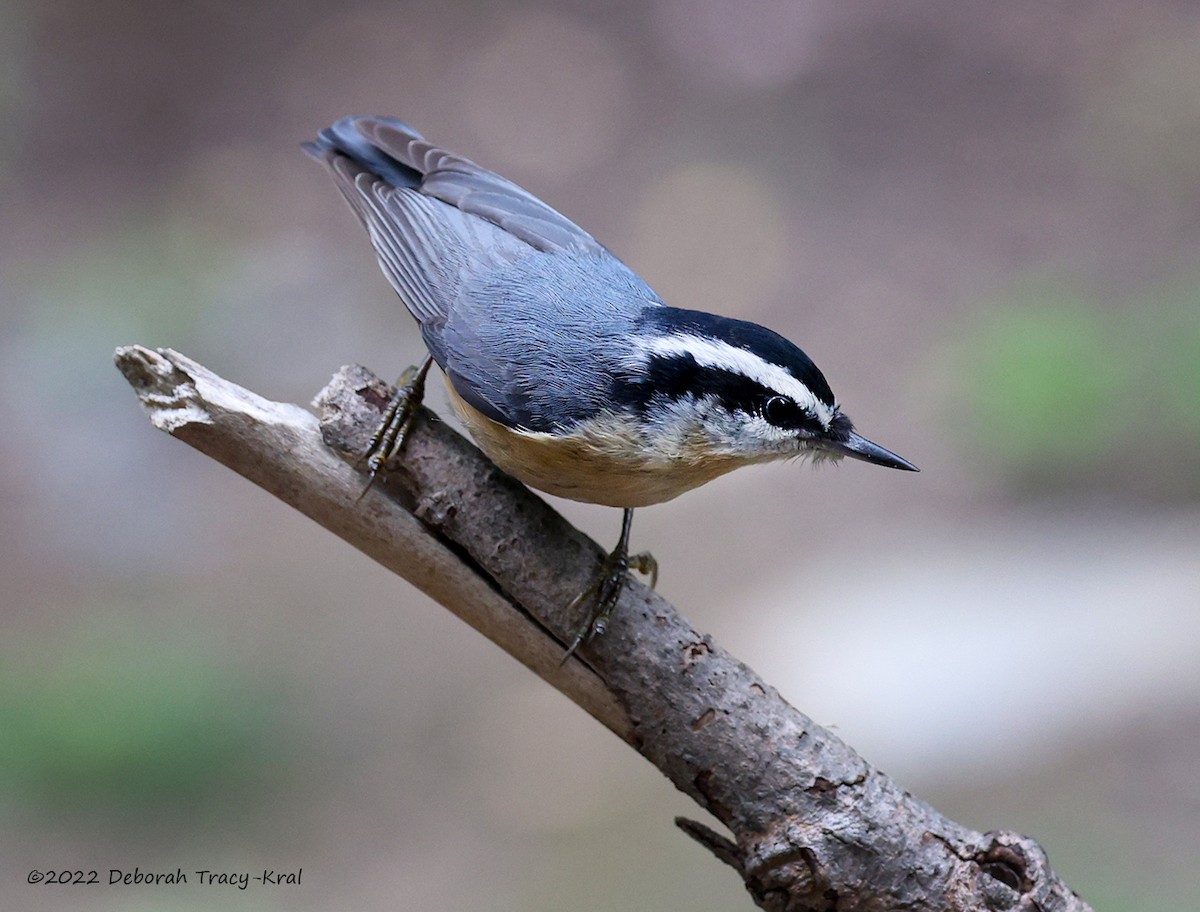 Red-breasted Nuthatch - Deborah Kral