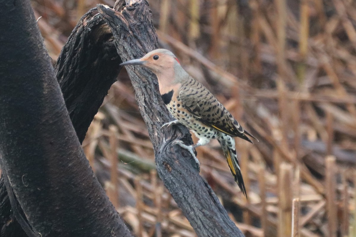 Northern Flicker (Yellow-shafted) - ML489410111