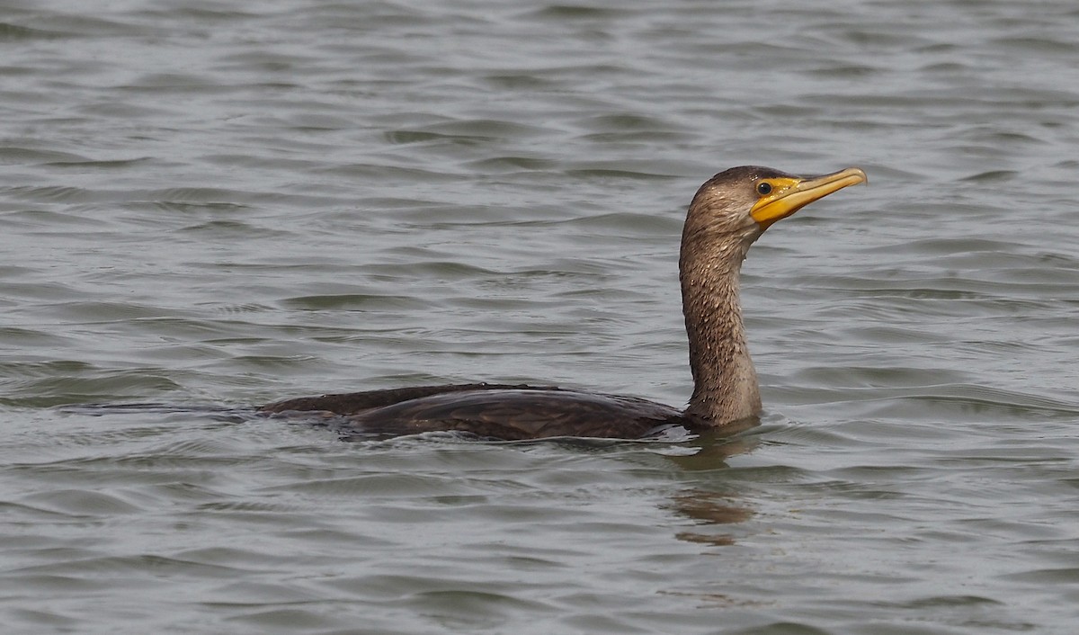 Cormoran à aigrettes - ML489411251