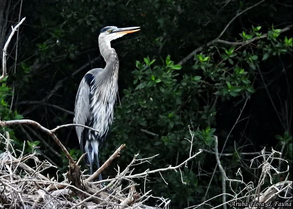 Great Blue Heron - ML48941241