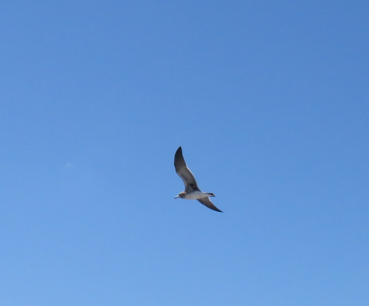 Laughing Gull - Joe Hanfman