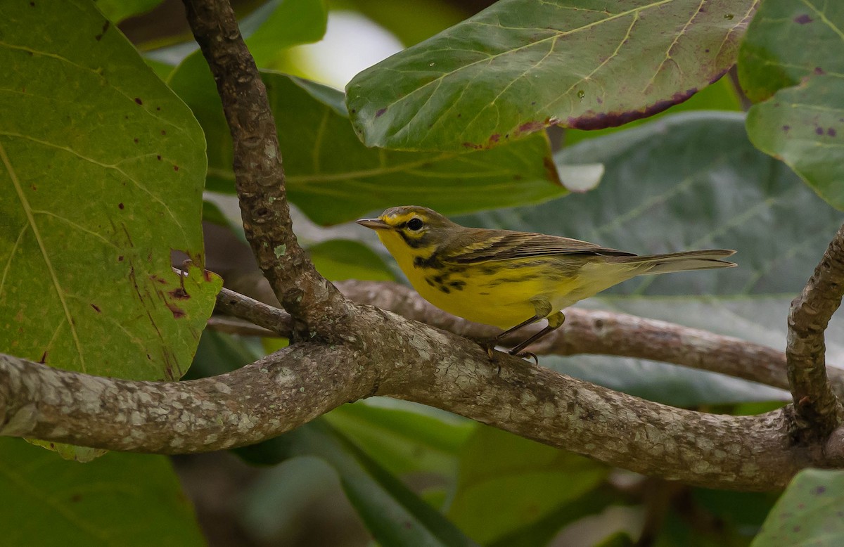 Prairie Warbler - ML489415731