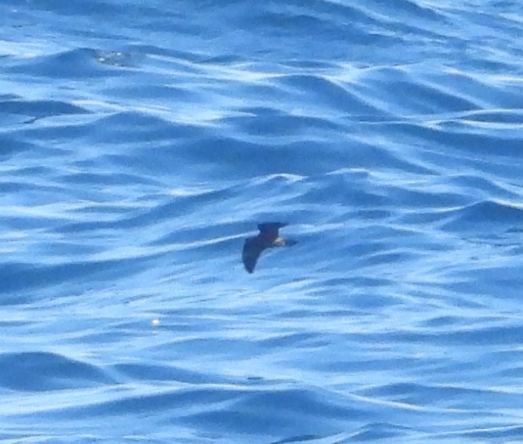 storm-petrel sp. - Avo Stilt