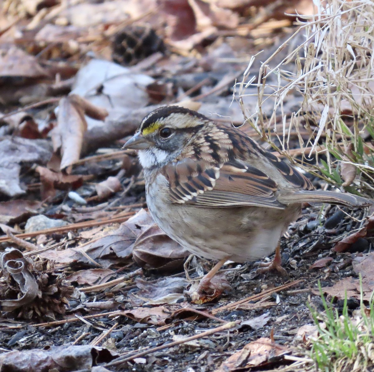 White-throated Sparrow - ML489416161