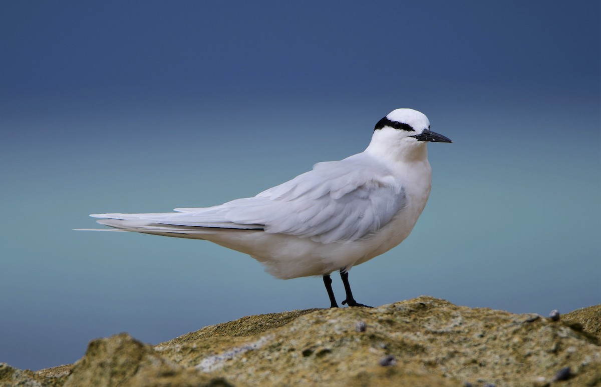 Black-naped Tern - Michael Daley