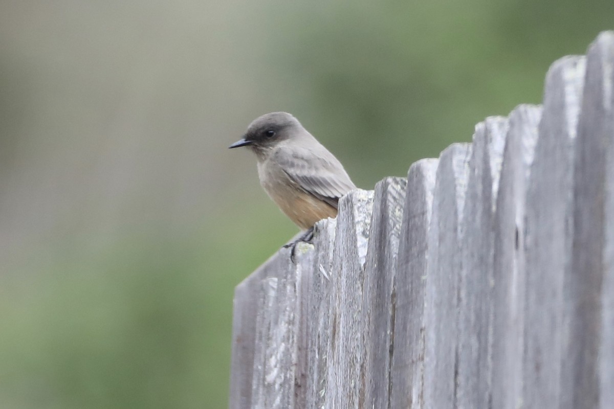 Say's Phoebe - ML489416751