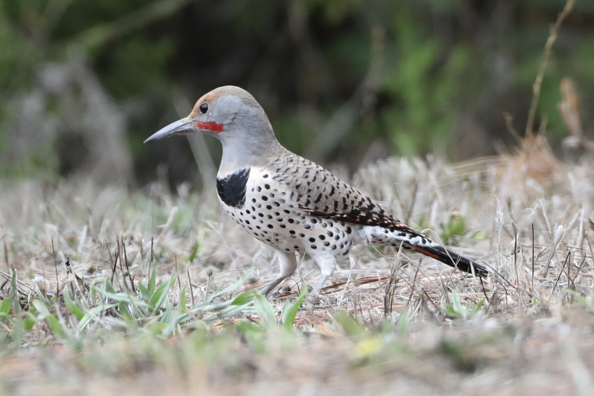 Northern Flicker (Red-shafted) - Ann Stockert