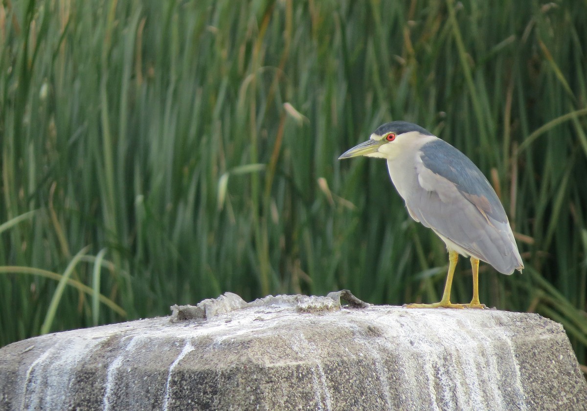 Gece Balıkçılı - ML489417141