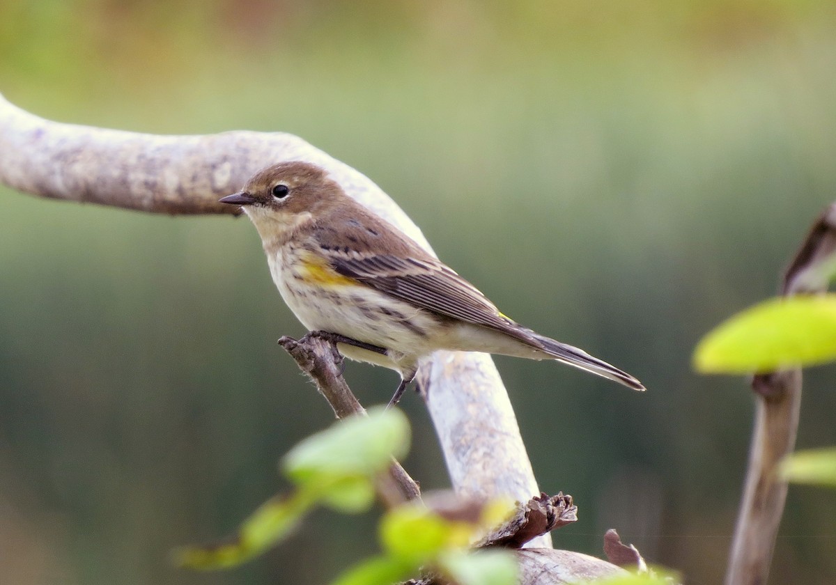 Taçlı Ötleğen - ML489417201