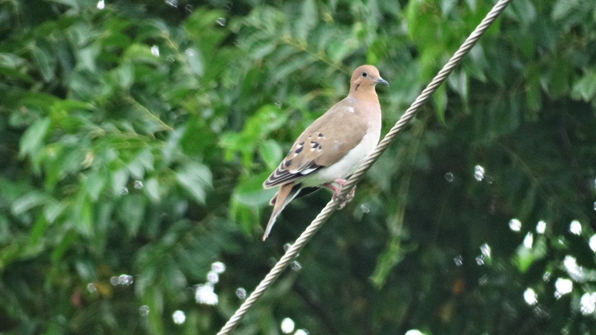 Zenaida Dove - ML489417281