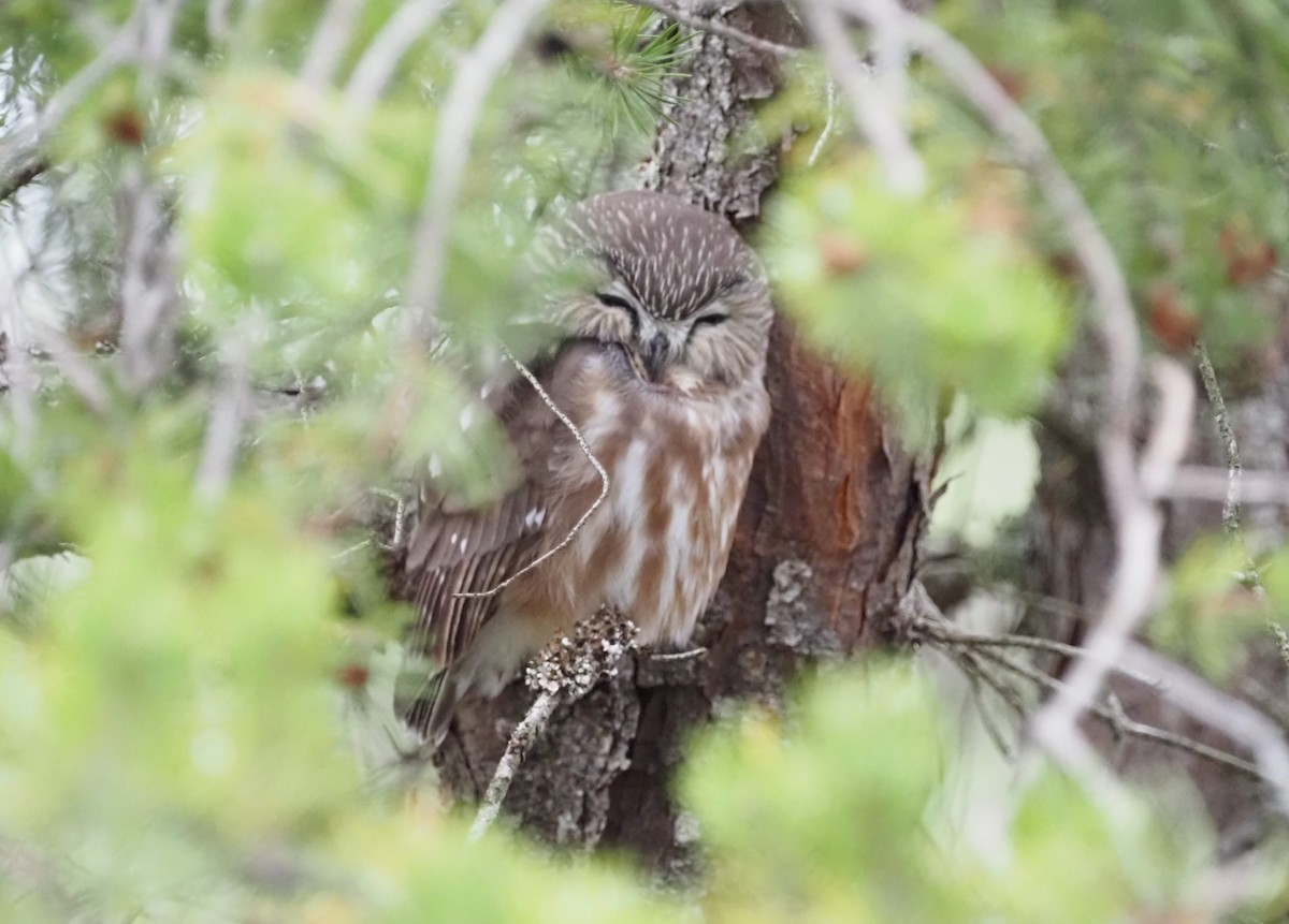 Northern Saw-whet Owl - ML489418021