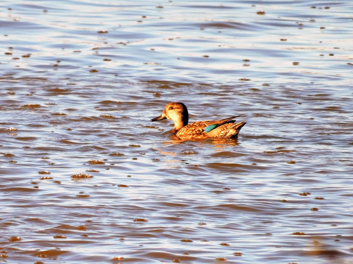 Green-winged Teal - ML489418241