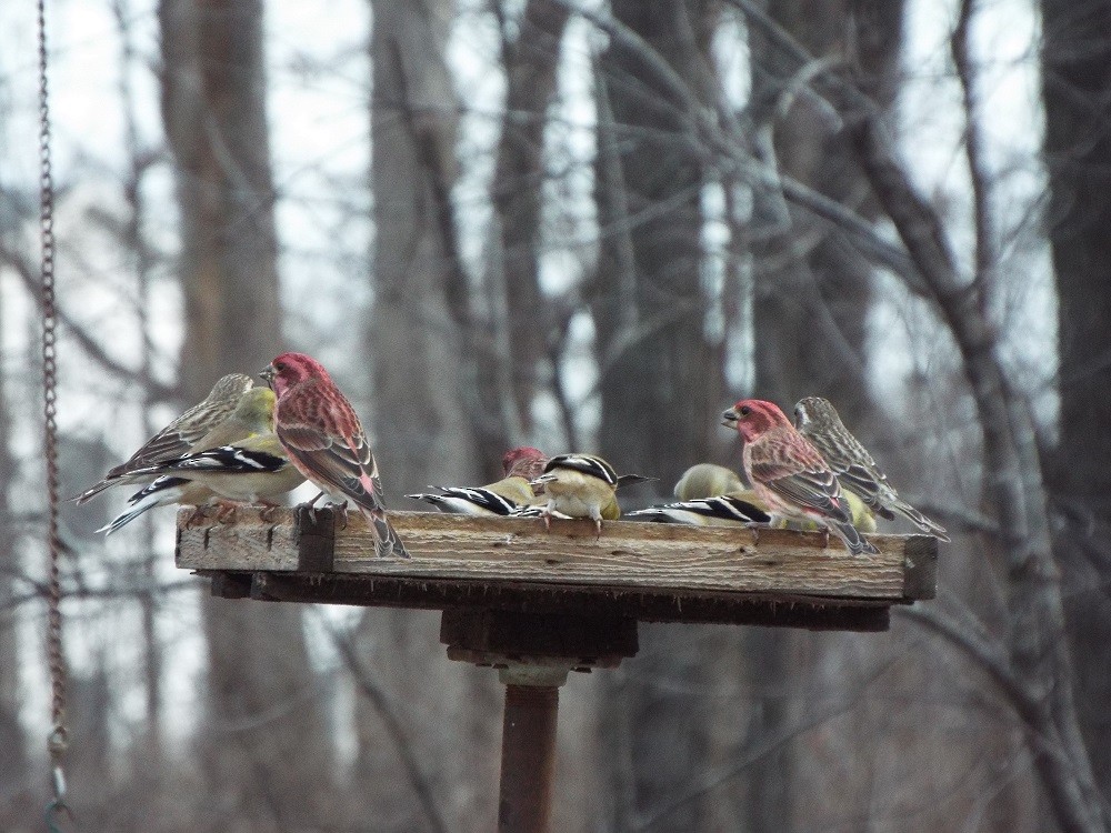 Purple Finch - Karan Greuel