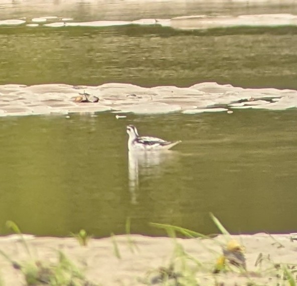 Red-necked Phalarope - ML489420451