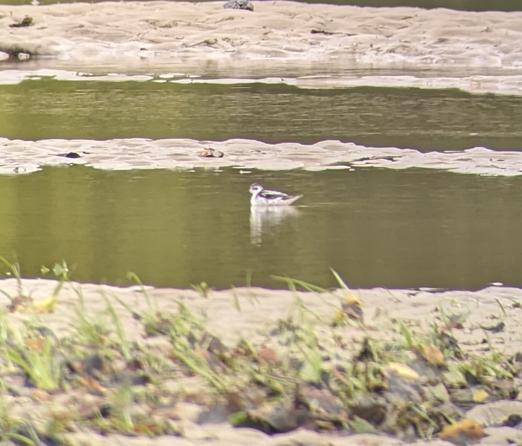 Red-necked Phalarope - ML489420461
