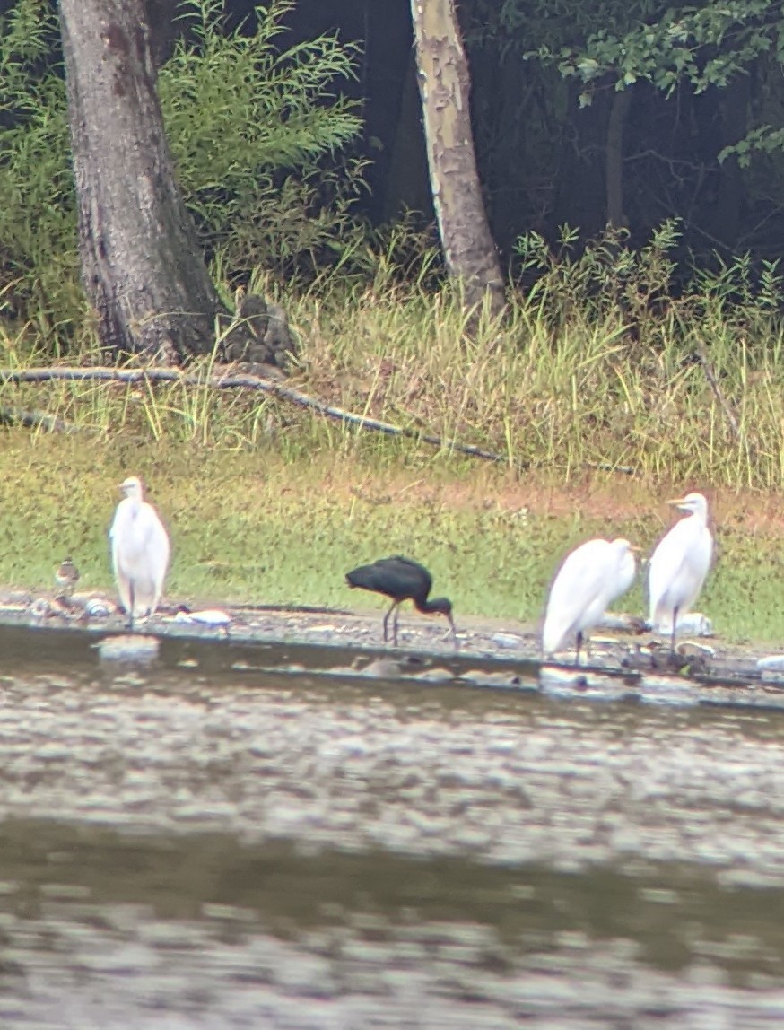 Glossy Ibis - ML489420531