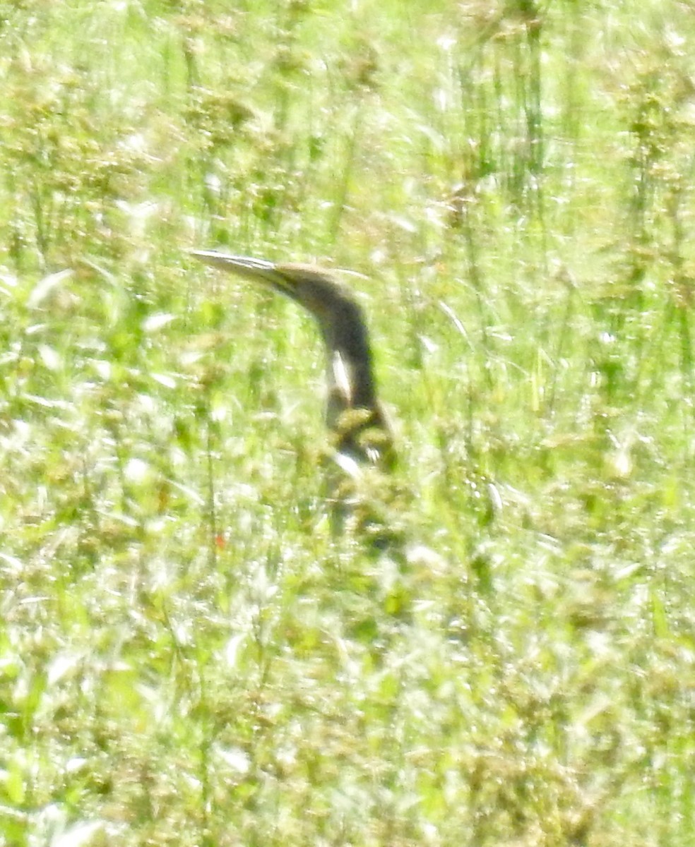 American Bittern - ML489420941