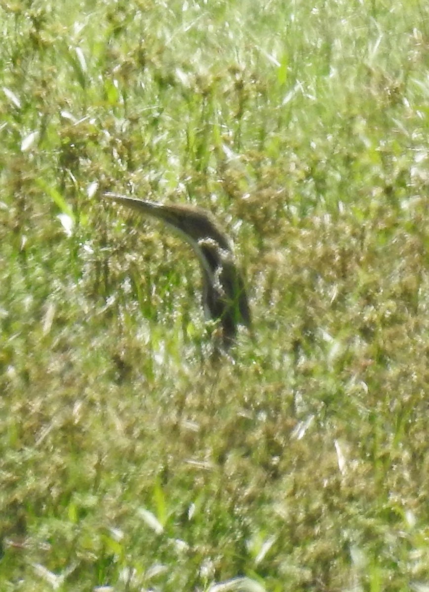 American Bittern - ML489420961