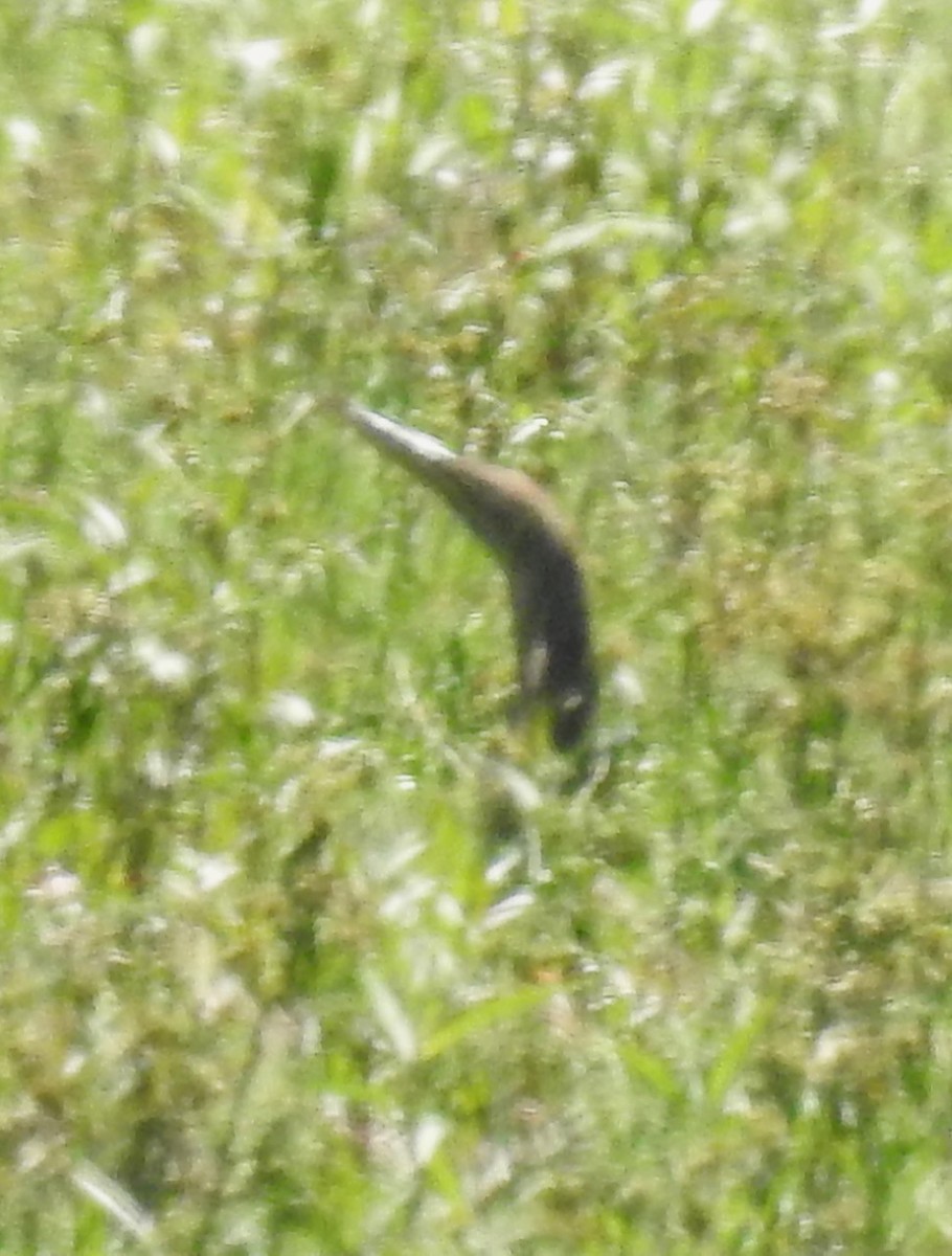 American Bittern - ML489420981