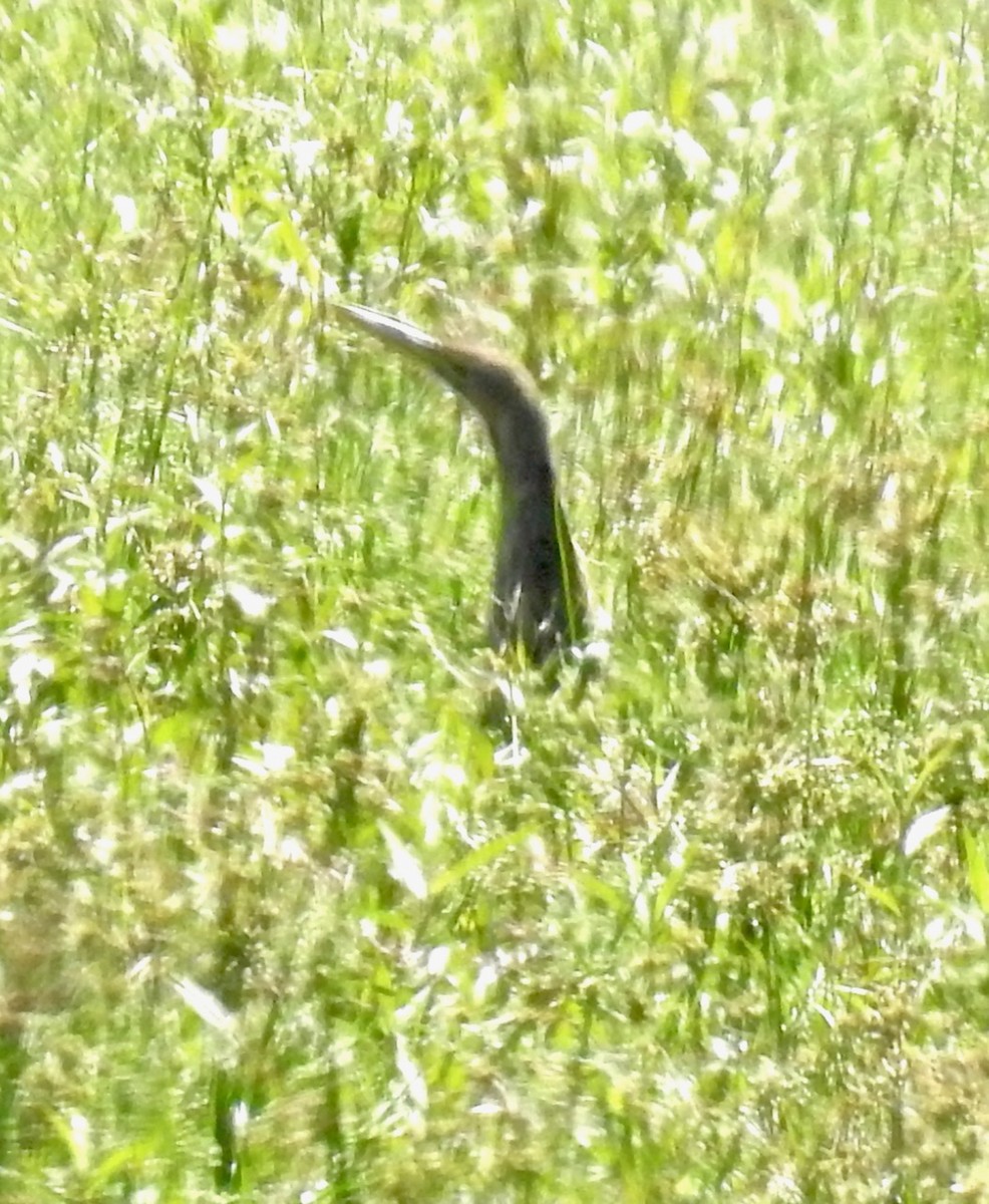 American Bittern - ML489420991