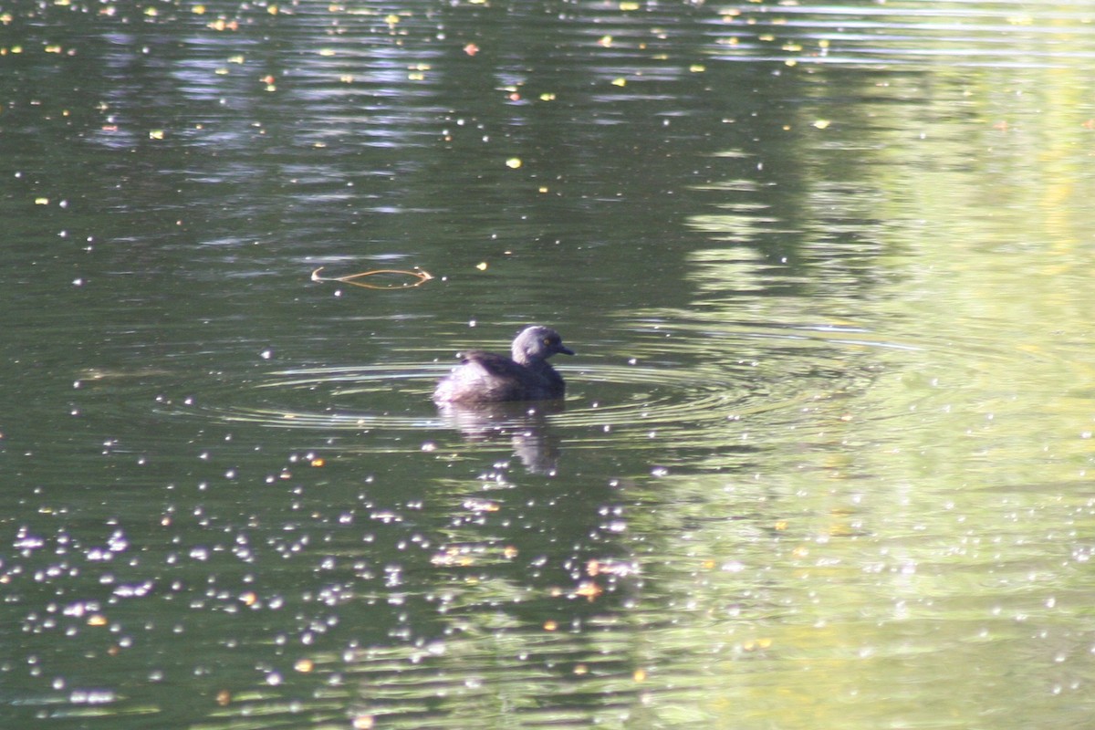 Least Grebe - ML48942381